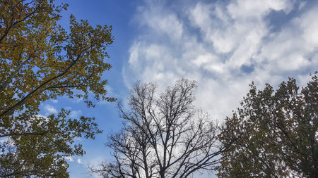 Trees in autumn against the blue sky with white clouds. Nature backgroundの写真素材