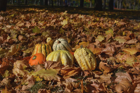 Pumpkins and gourds on fallen leaves in autumn park