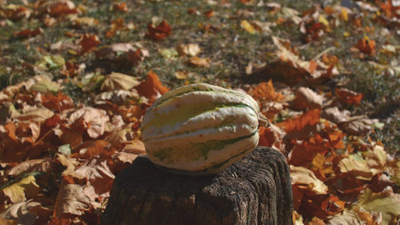 Pumpkin on a stump in the autumn park among fallen leavesの写真素材