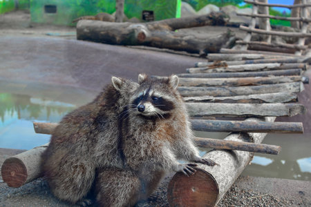 Raccoon sitting on a log in the zoo. Close-up.の写真素材