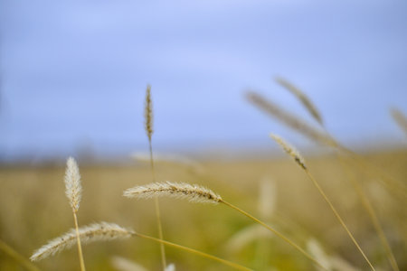 Close-up of the ears of wheat on a background of blue sky