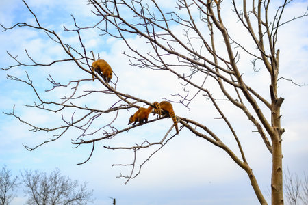 Two red foxes on a branch of a tree in winter.の写真素材