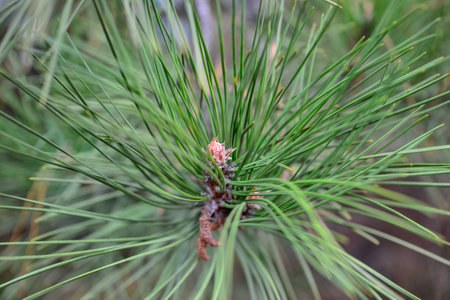 Pine branch with young shoots. Close-up. Selective focus.