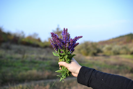 Female hand holding a bouquet of purple salvia flowers, outdoorsの写真素材