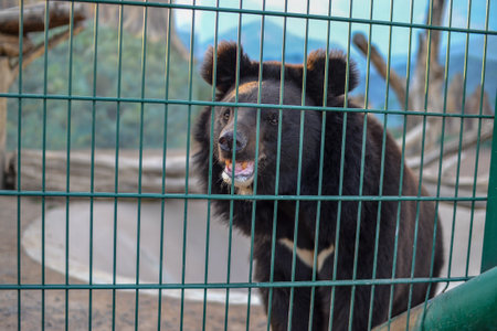 Black bear in the cage at the zoo. Animal in captivity.の写真素材