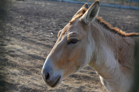 Portrait of a brown donkey in the paddock on a sunny dayの写真素材