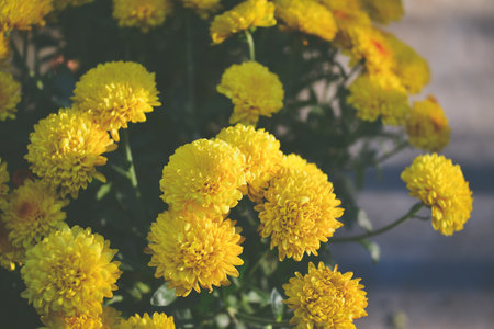Yellow chrysanthemum flowers in the garden, Thailand.の写真素材