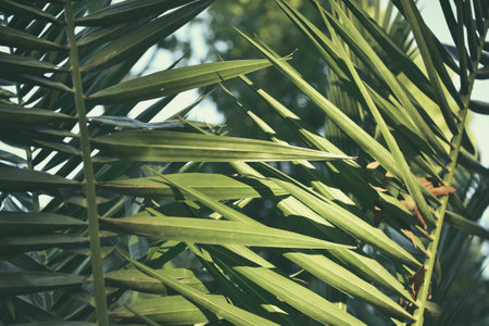 Green palm leaves in the garden. Vintage tone. Selective focus.