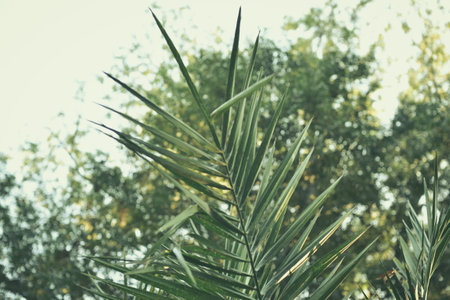 Palm leaves in the garden,Vintage tone,selective focusの写真素材