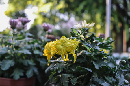 Chrysanthemum flower in the garden,Chrysanthemum grandiffloraの写真素材