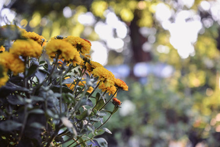 Yellow chrysanthemum flowers in the garden. selective focus.の写真素材