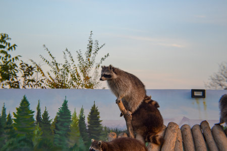 Raccoon and raccoon on a fence in the park.
