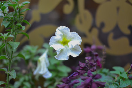 Beautiful white petunia flower in the garden on blurred background.の写真素材