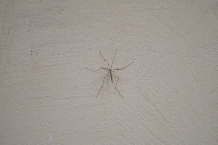 mosquito on the wall in the house, closeup of photo