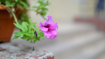 Purple petunia flower in a pot on the background of stairsの写真素材