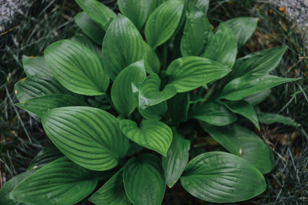 Close up of hosta plant in the garden. Green leaves background.の写真素材