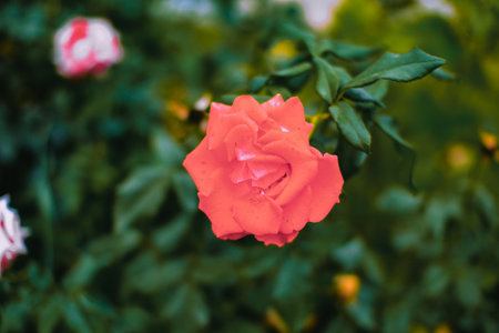 Beautiful red rose in the garden. Natural background. Selective focus.の写真素材