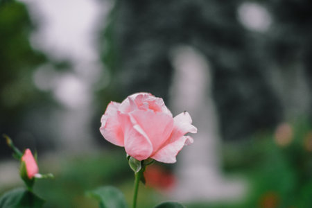 pink rose in the garden, soft focus, shallow DOFの写真素材