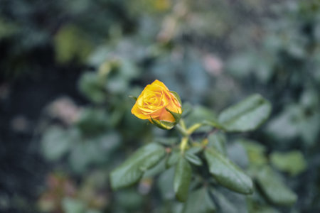 Yellow rose flower in the garden. Selective focus and shallow depth of field.