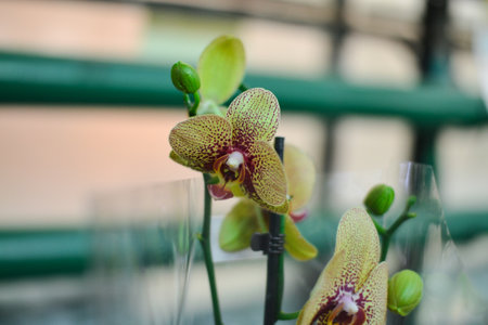 Orchid flower in the garden at winter or spring day for postcard beauty decoration and agriculture concept design.の写真素材