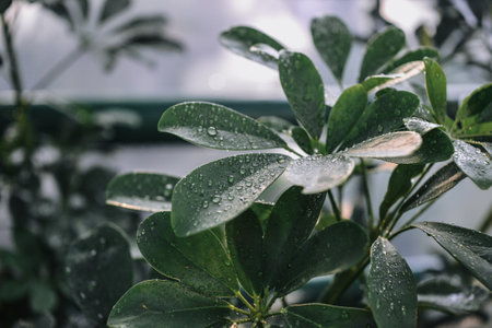Water drops on the leaves of a houseplant. Selective focus.