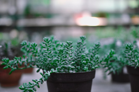 Green plants in pots in a greenhouse. Selective focus. Nature.の写真素材