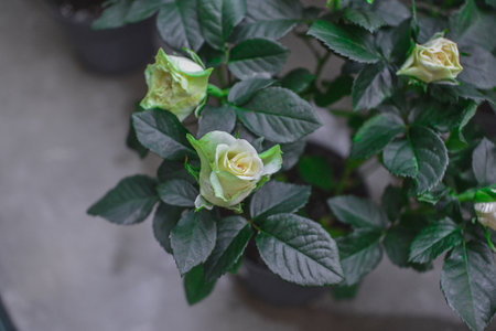 White rose with green leaves in a pot on the windowsill.の写真素材