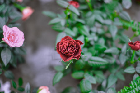 Beautiful roses in the garden, Roses are beautiful with a beautiful sunny day.の写真素材