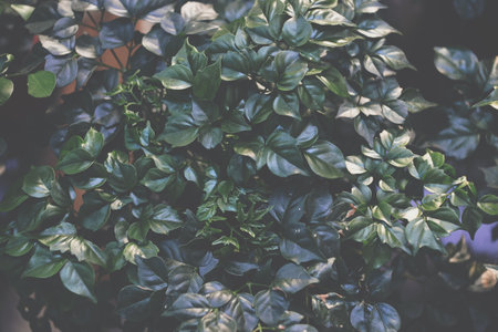 Green leaves background.