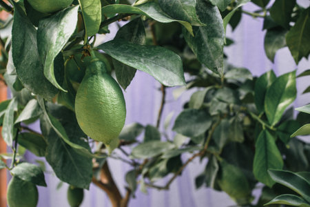 Lime tree with ripe fruits. Juicy green lemons growing on lemon tree.