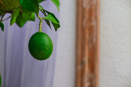 Green limes hanging on a tree branch in front of a wallの写真素材