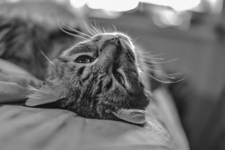 Black and white portrait of a tabby cat lying on a sofaの写真素材