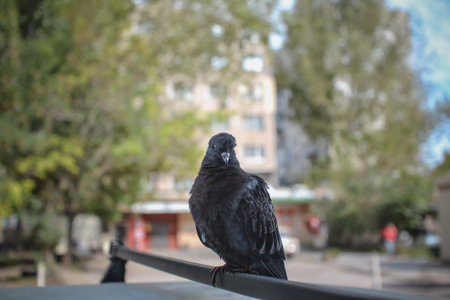 Pigeon sitting on a railing in the city. Selective focus.の写真素材