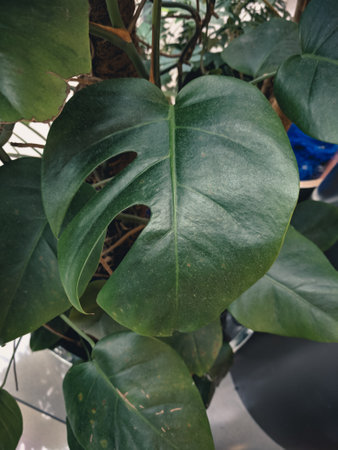 Monstera deliciosa or Swiss cheese plant in a pot.の写真素材