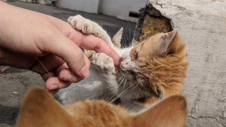Domestic cat playing with a human hand. Close-up.