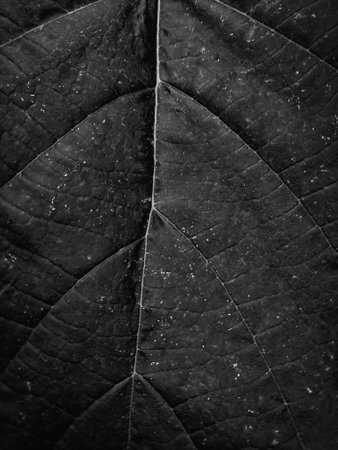 black and white leaf texture background macro close up black and white toneの写真素材