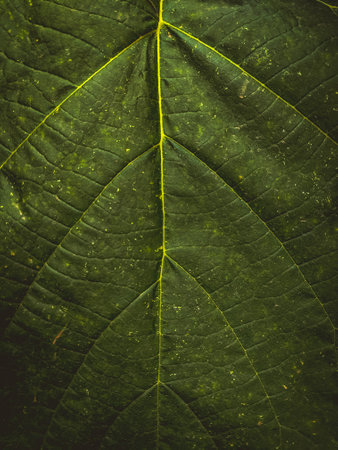 Green leaf texture background. Closeup of green leaf texture pattern.