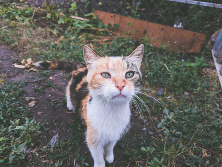Domestic cat with green eyes and red hair in the yard.
