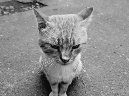 Black and white portrait of a stray cat sitting on the street.