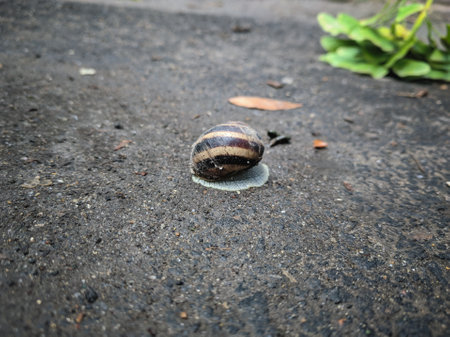 Snailing on the ground. Snail on the road.の写真素材