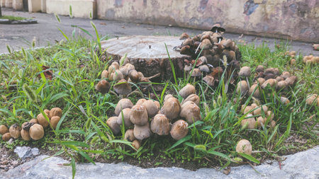 group of mushrooms on the ground with grass in the city park.