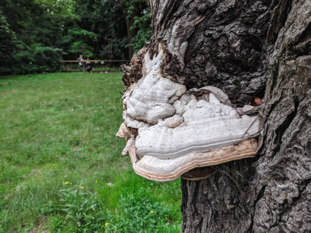 Trametes versicolor growing on an old tree.