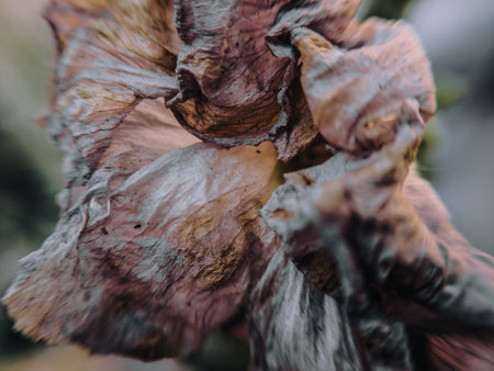 Dried flower petals close-up, selective focus, blurred backgroundの写真素材