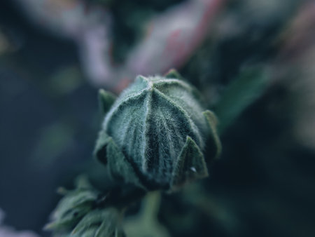 cannabis bud close up macro shot with filter effect retro vintage styleの写真素材