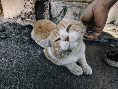 ginger cat on the street, Thailand. Selective focus.の写真素材