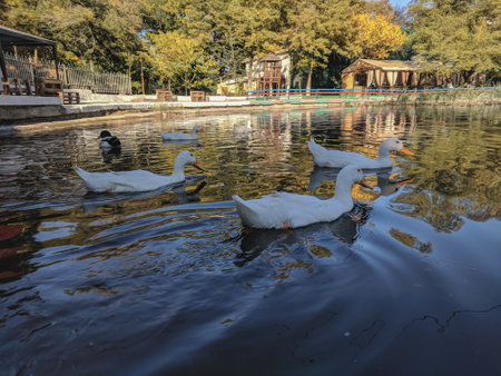A flock of white ducks swims in a lake in the park.の写真素材