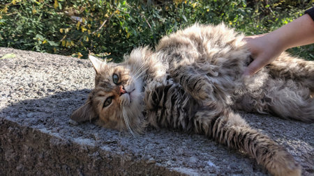 Cat lying on the ground and eating a cat's paw. The cat washes itself.の写真素材