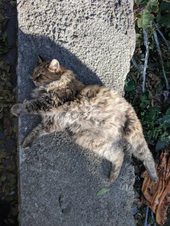 Cat lying on the street in the fall. Cat on the street.の写真素材