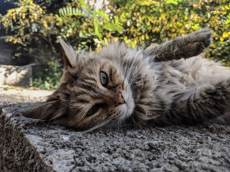 Portrait of a cat lying on the ground in the garden.の写真素材