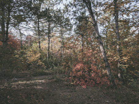 colorful autumn trees in the forest - retro, vintage style lookの写真素材
